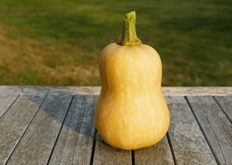 Würziger Ofenkürbis